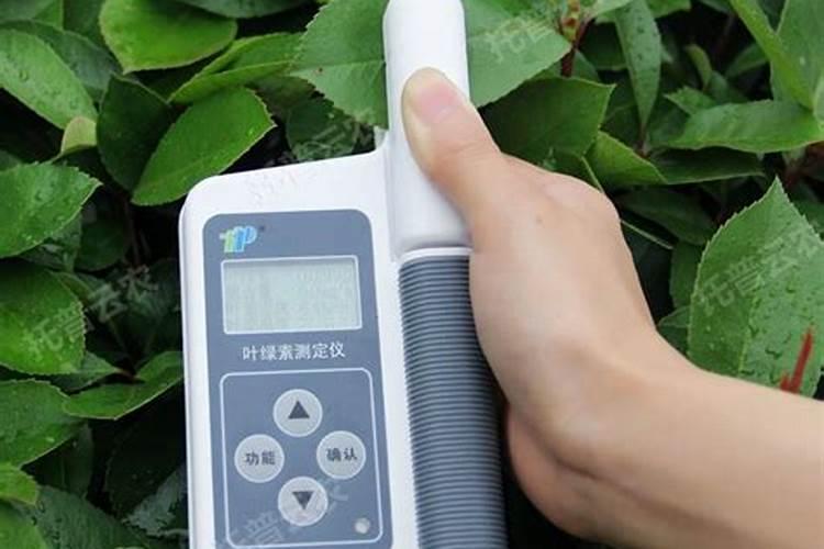 多用氮肥叶绿素含量高吗为什么？