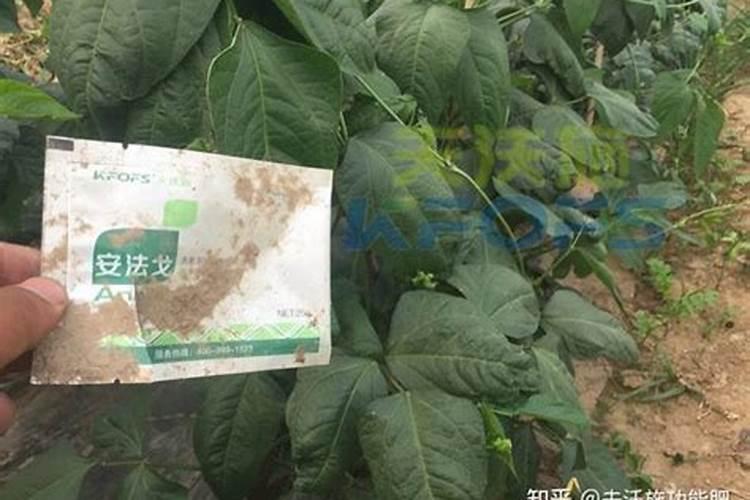 如何解除除草剂药害
