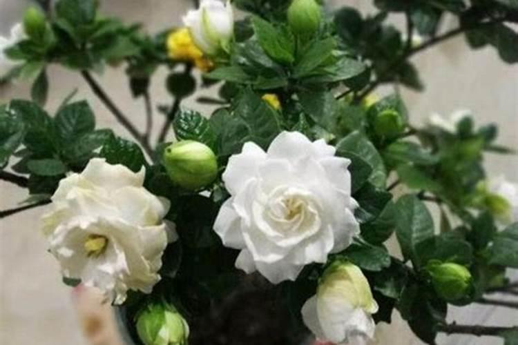 茶花、杜鹃花、栀子花适合浇什么肥料