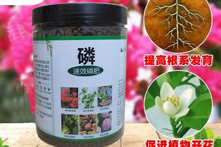 牡丹怎样补充磷钾肥料最好用？