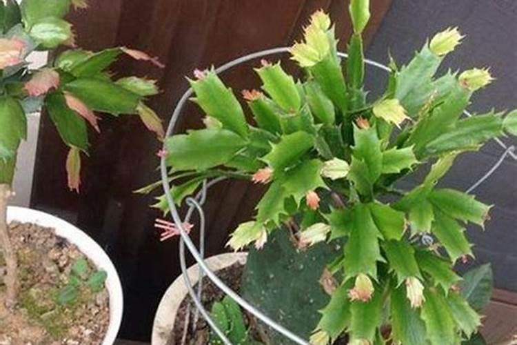 春节蟹爪兰还用施叶面肥吗？