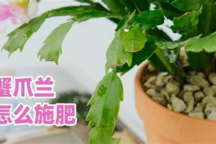 蟹爪兰怎样施肥最好
