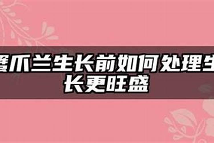 蟹爪兰生长前如何处理生长更旺盛