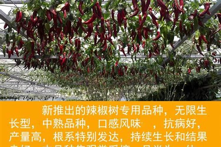 多年生辣椒树种子安康适合种植吗？
