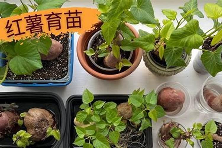 催芽用什么肥料最好