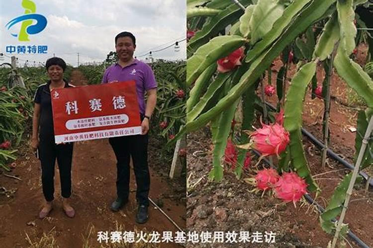 黄腐酸钾火龙果能用吗怎么用？