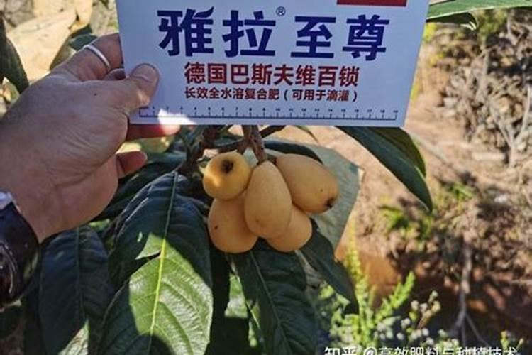 枇杷树施用何种肥料效果最佳