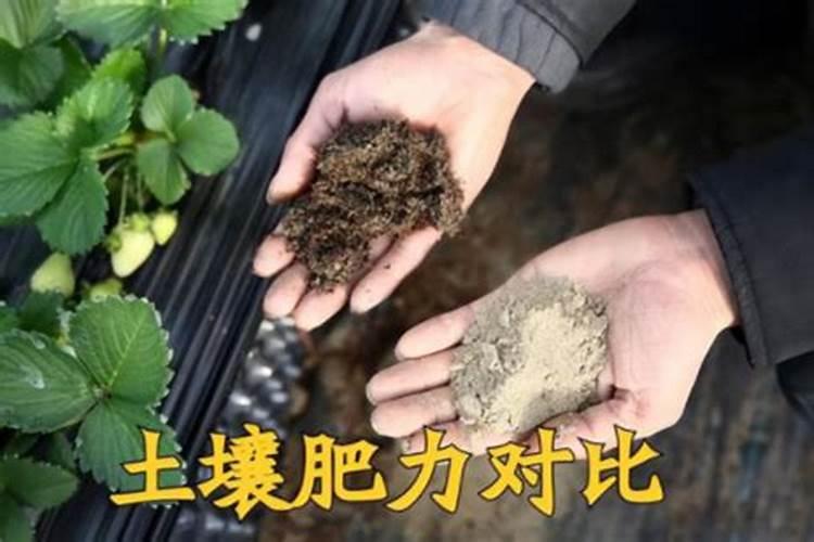 土壤肥力高为什么要施氮肥肥料？