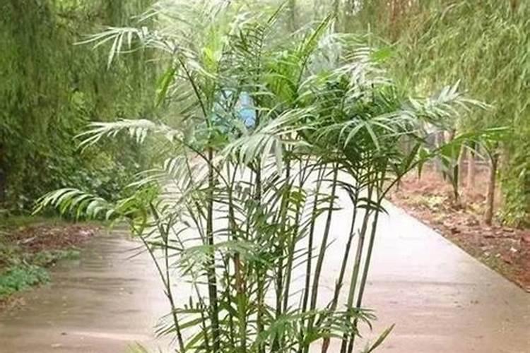 凤尾竹的施肥方法(凤尾竹的施肥技巧,如何科学养护,让竹子绿意盎然)