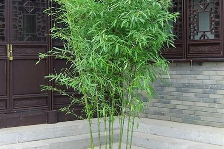 如何养护竹子