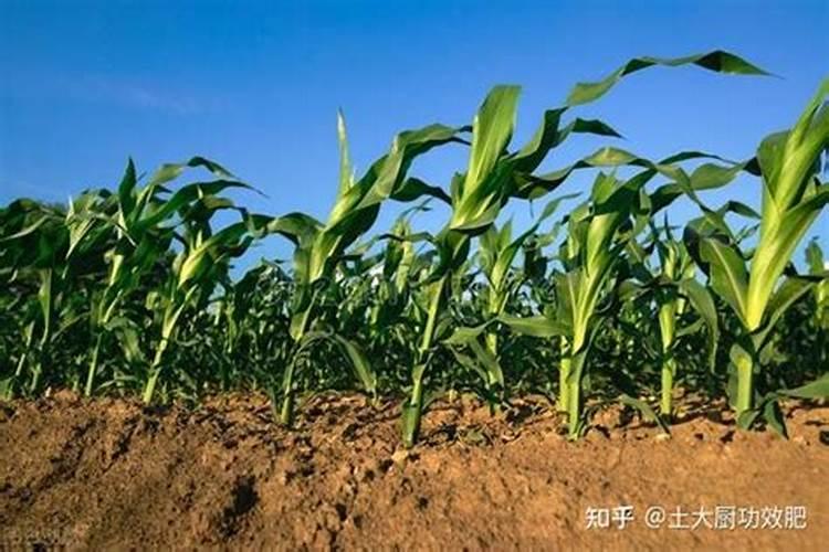 甜玉米施什么肥最好？