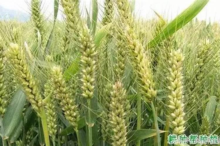 小麦的最佳施肥量是多少