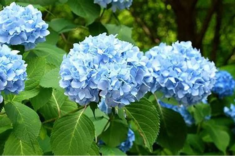 绣球调蓝色的常用方法及用量(绣球花调颜色蓝色最佳方法)