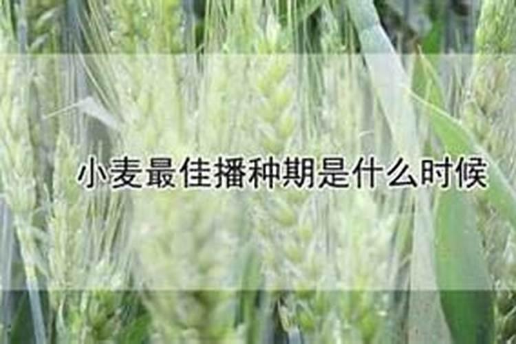 小麦的最佳播种时间是什么时候？