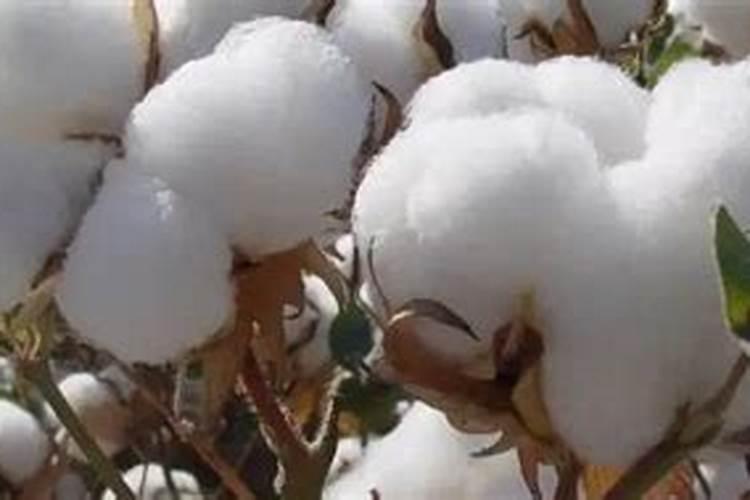 棉花的需肥量大,棉花施肥应该注意哪些问题？