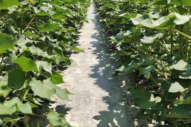棉花花铃期施肥很重要,棉花花铃期怎么施肥？