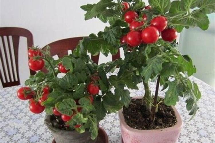 西红柿使用什么肥料最好？