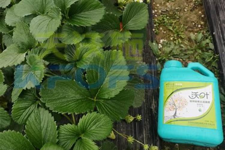 种蔬菜水溶肥怎么样施肥最好？