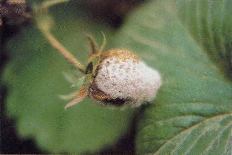 嘧菌环胺对茄子灰霉病安全不