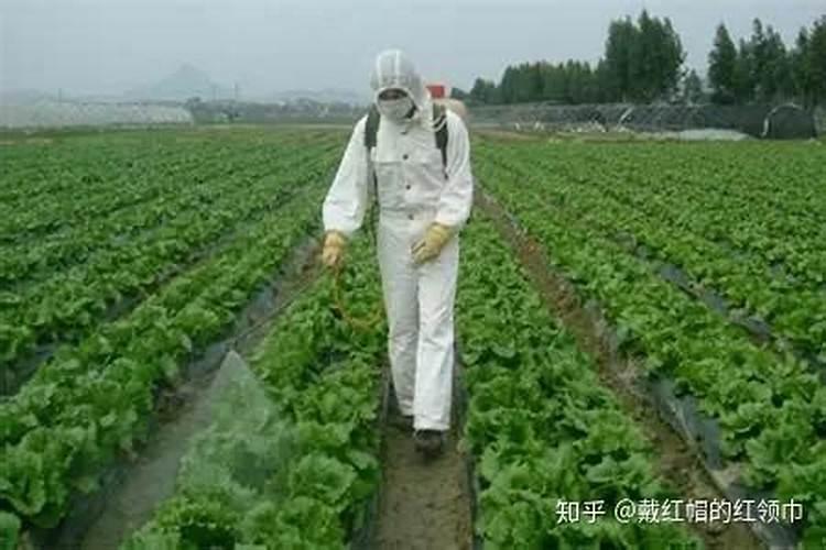 农业实用干货:一分钟吃透所有叶面肥知识(收藏版)
