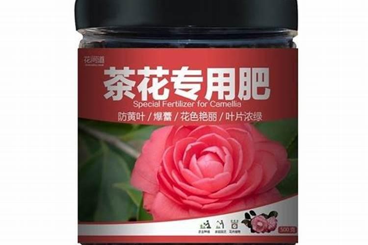 四季山茶花用什么肥最好？