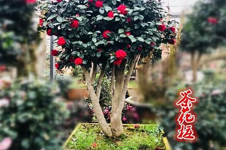 夏天怎么样种四季山茶花 夏天如何种四季山茶花