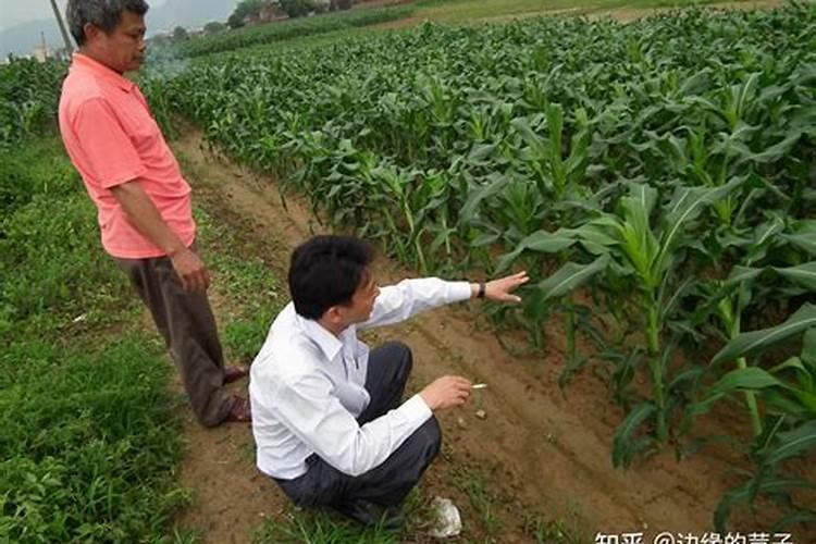 吨粮王适合保定种植吗抗倒伏吗
