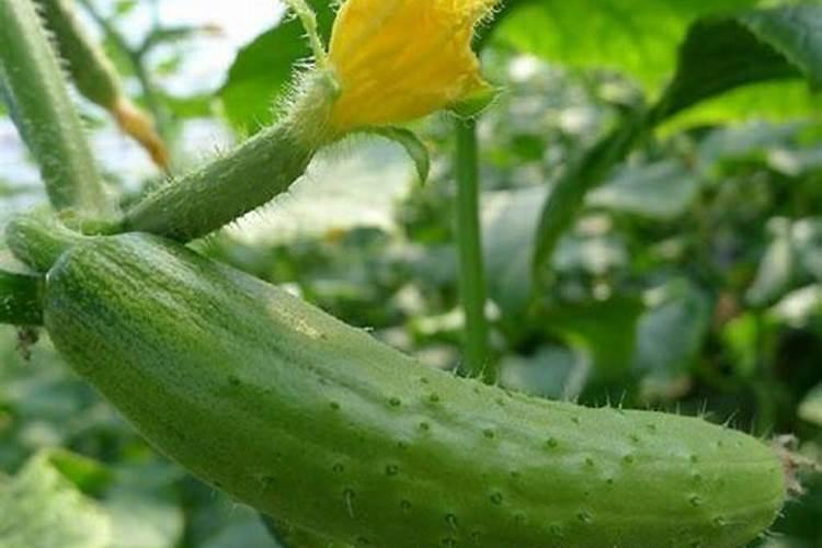 黄瓜种植施肥时间及方法