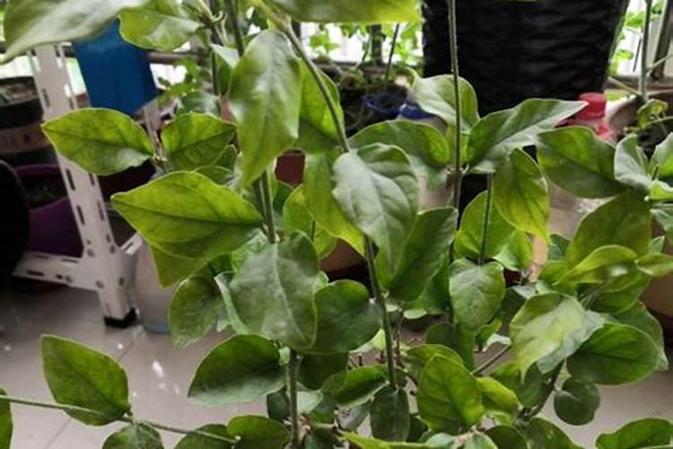 茉莉花在打花苞能施肥
