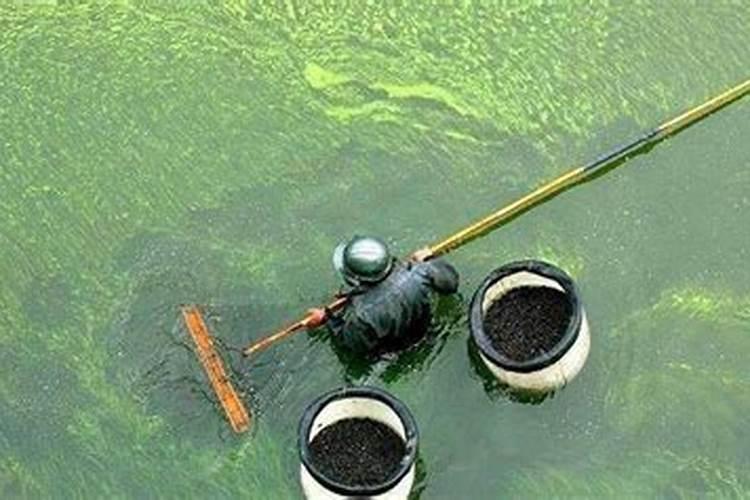 农业对水的污染