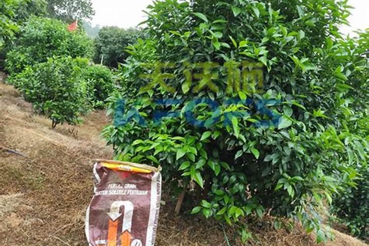 沃柑肥料用什么水溶肥好一点？