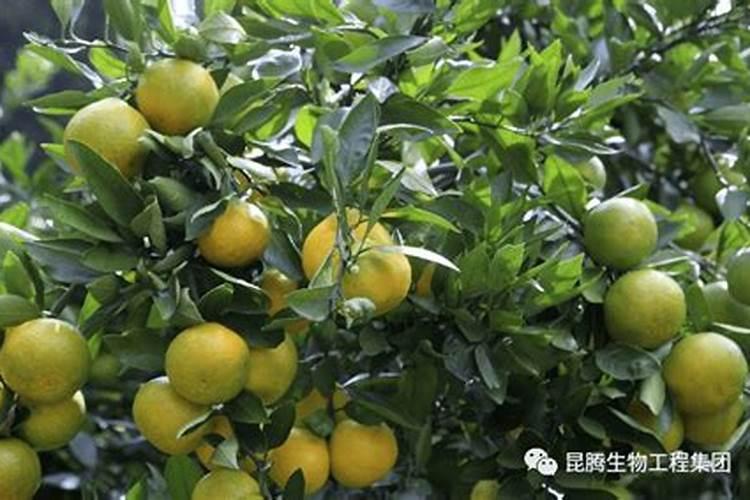 四川春季柑橘春梢萌发前可以喷磷酸二氢钾加绷肥吗？