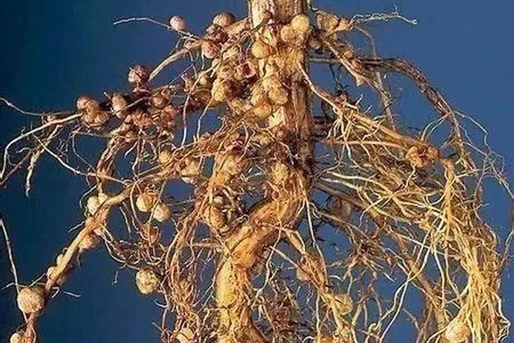 种大豆、花生等豆科植物,不需要多施氮肥,原因是( )A.土壤中氮肥较多B...