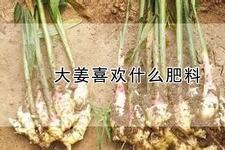 大姜喜欢氮肥吗还是肥料？