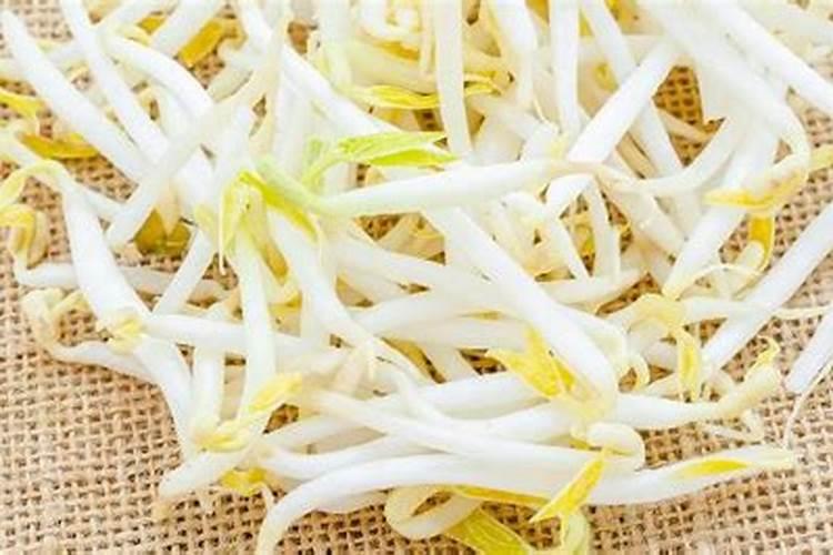 怎样发豆芽菜又肥又粗不生根呢？