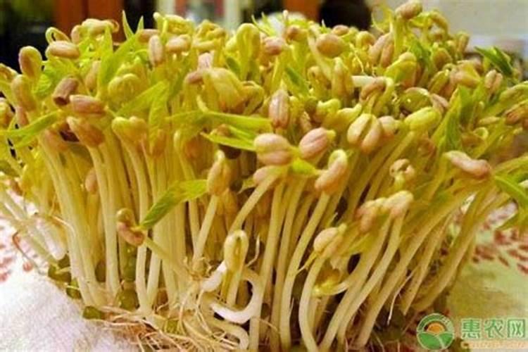 怎么生绿豆芽粗壮不生根