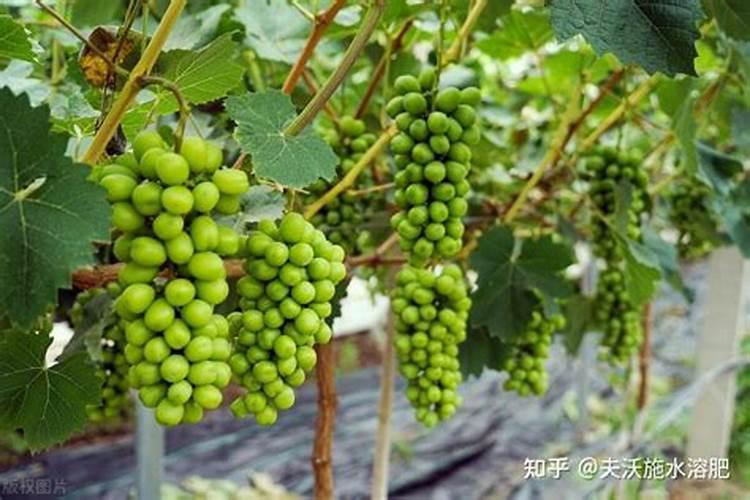 葡萄萌芽期施什么肥 葡萄萌芽期施什么肥好