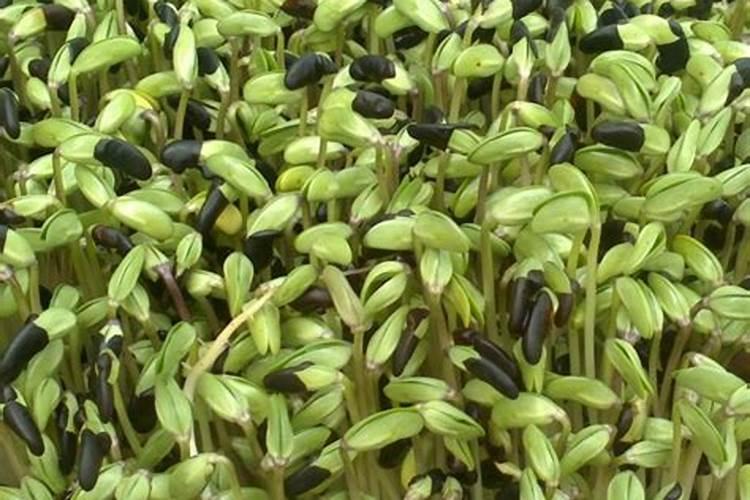 黑豆怎么种植方法