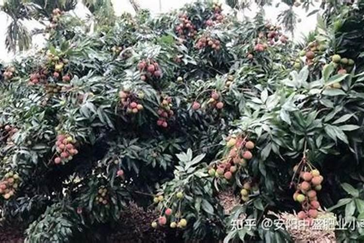 幼苗荔枝树用什么基肥？