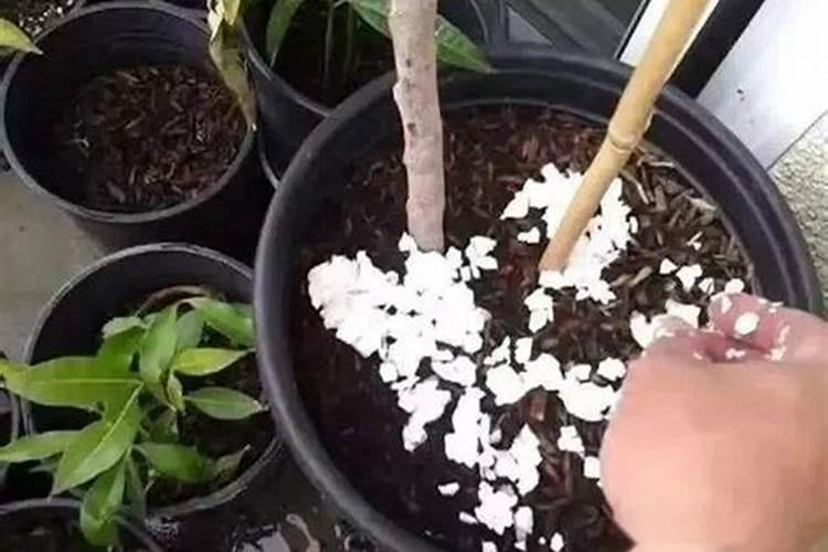 什么是很好的天然磷肥？