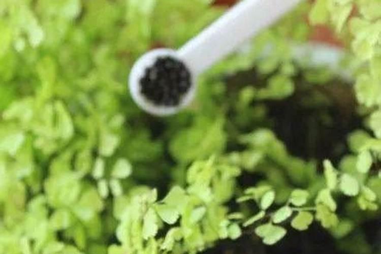 养花用什么磷肥效果好？