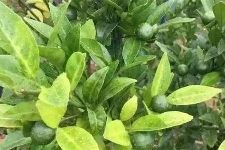 柑橘补锌方法