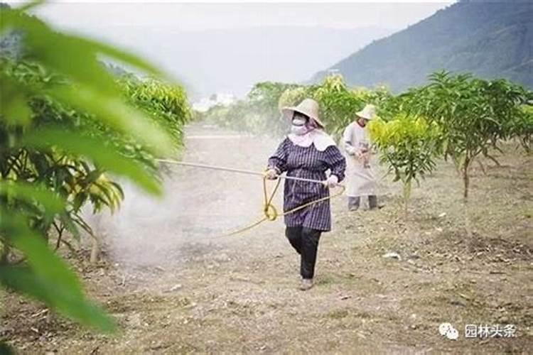 在施用农药时,加入喷施宝有什么好处？