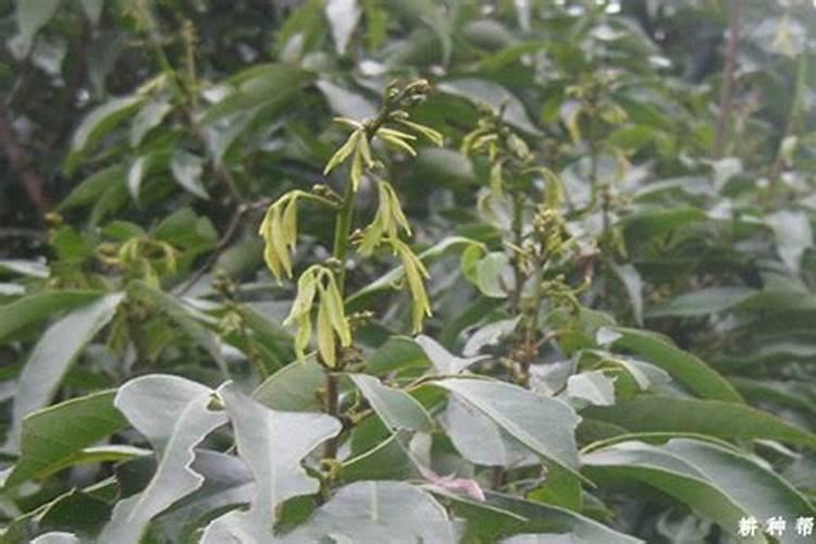 荔枝花芽分化期喷什么营养液