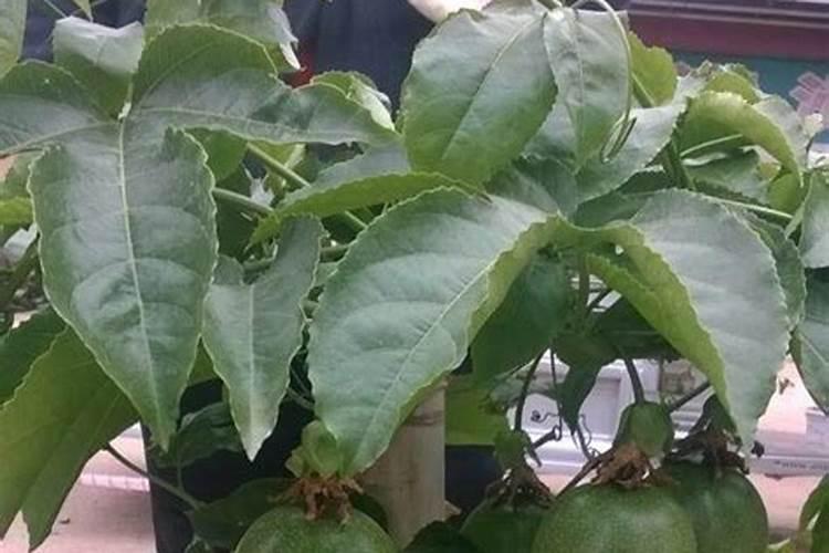 百香果能不能施硫酸钾肥用？