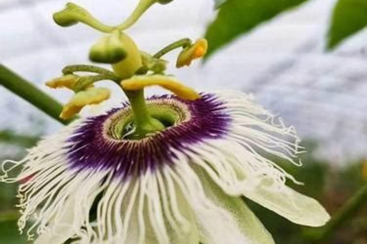百香果促花方法与人工催花技巧