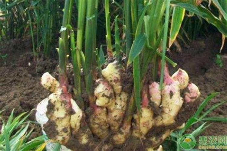 生姜种植所有方法
