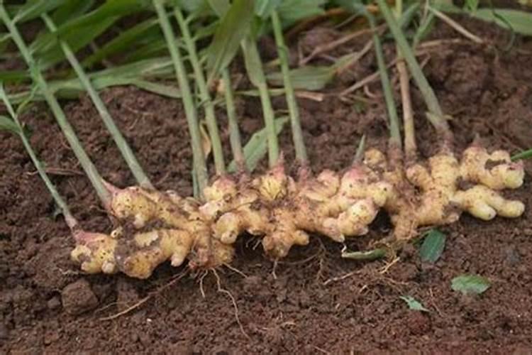 种植一亩姜须三个百分之十五氮磷钾多少斤？