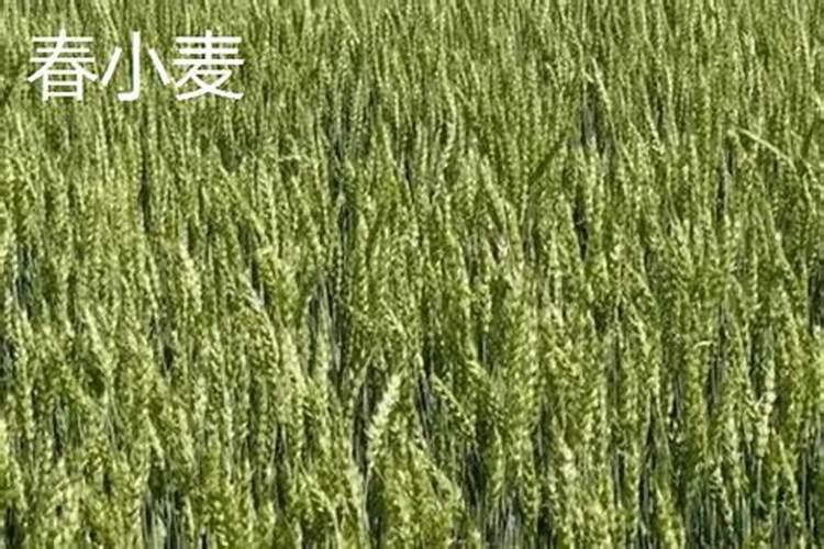 沭阳种春小麦还是冬小麦？