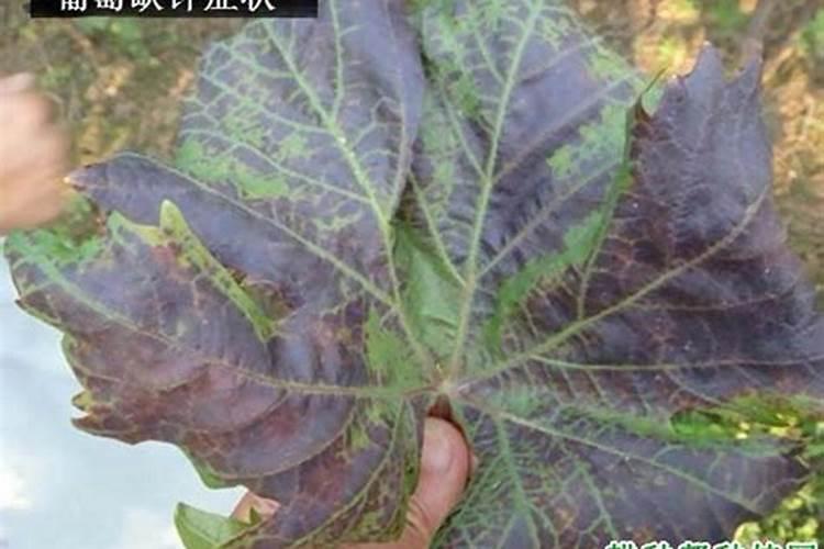 果树缺钾有哪些症状？怎样防治？
